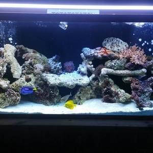 Meet your Posher, Albert